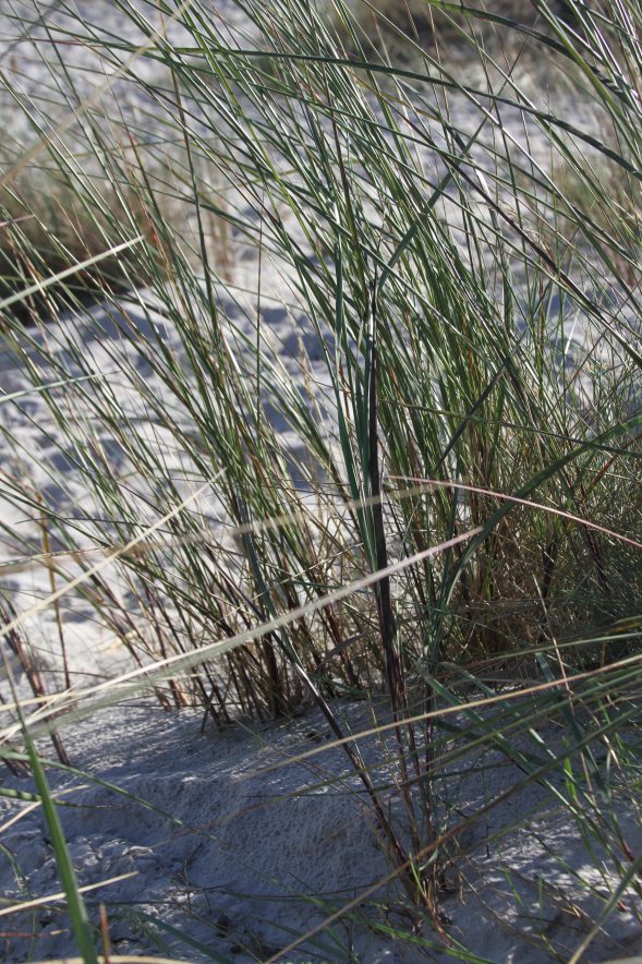 Ostsee Prerow Zelten in den Dünen